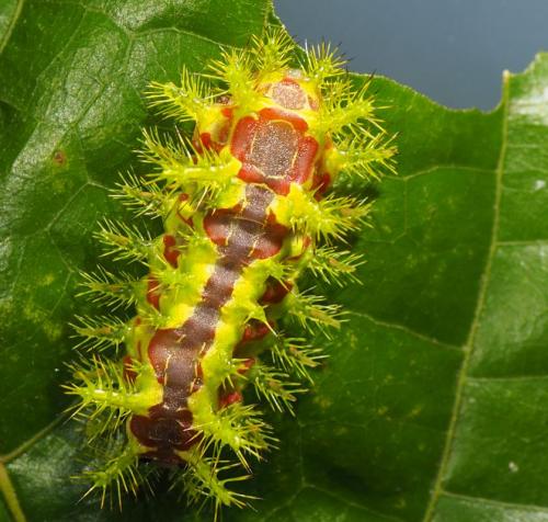 Réf. 319 070 : Euclea sp.